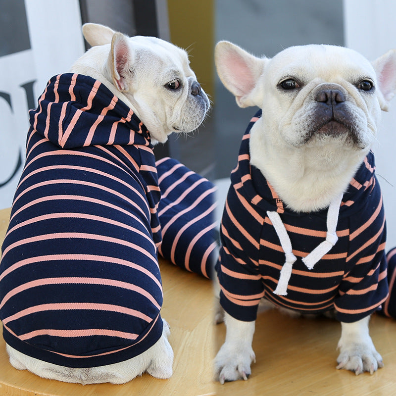 Two French Bulldogs wearing striped hoodies on a wooden floor.