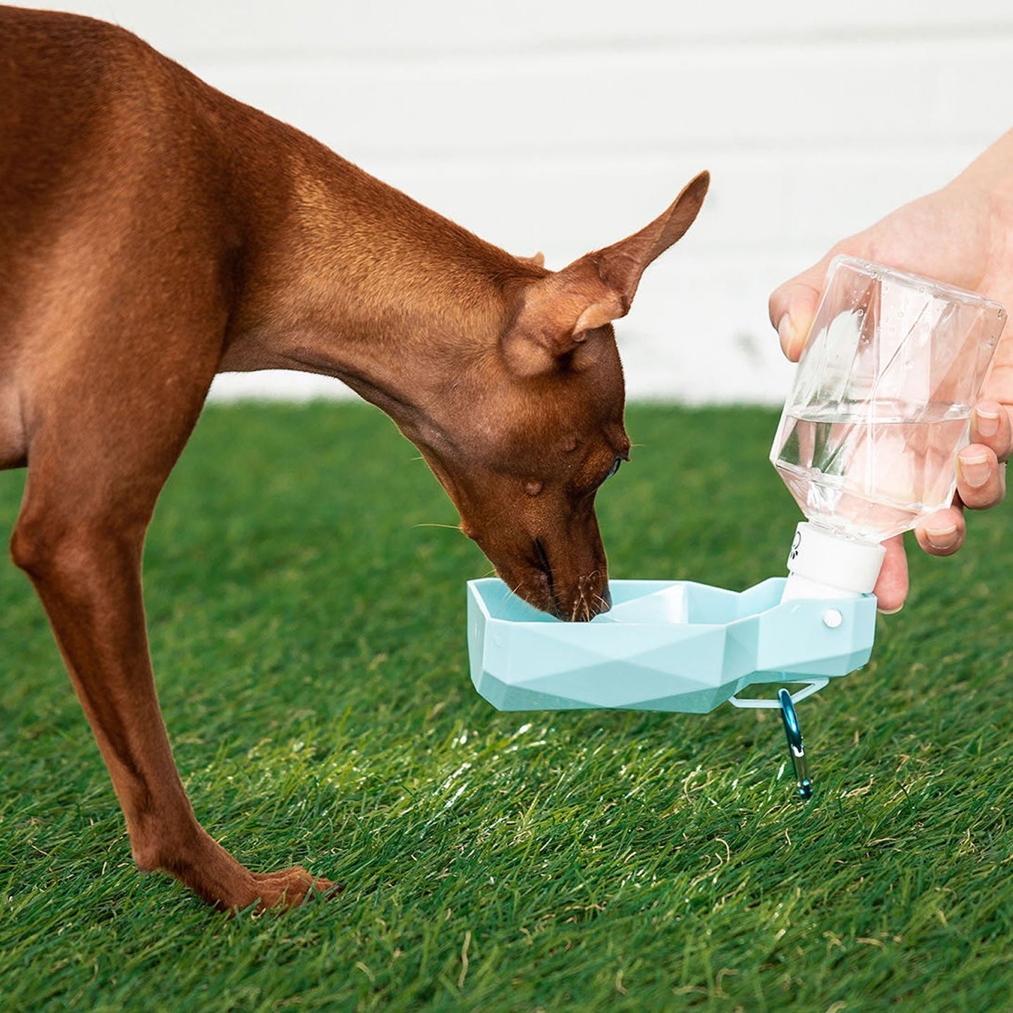 Dog drinking water from a blue bowl held by a person on grass
