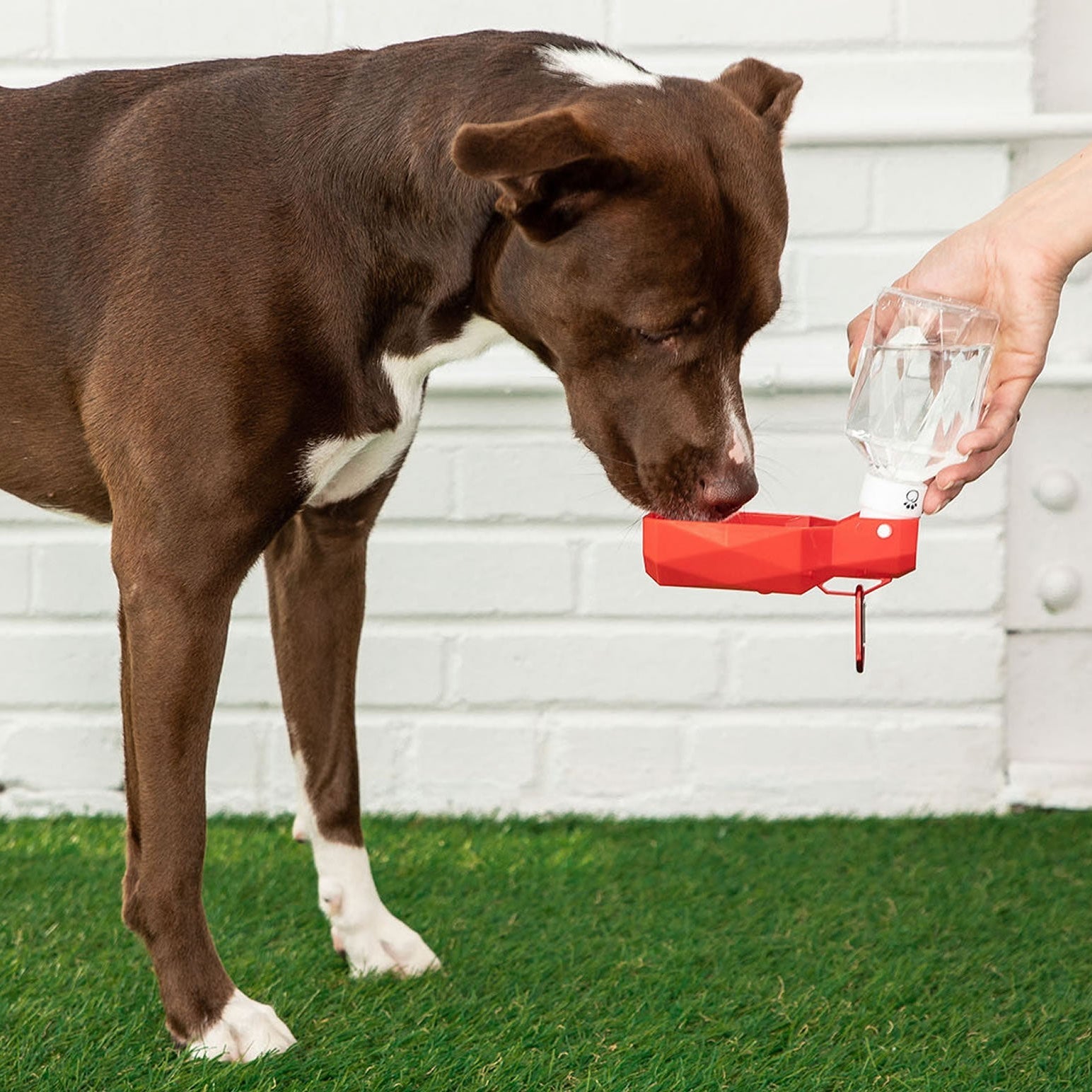 Dog drinking from a red water bottle held by a person on grass.