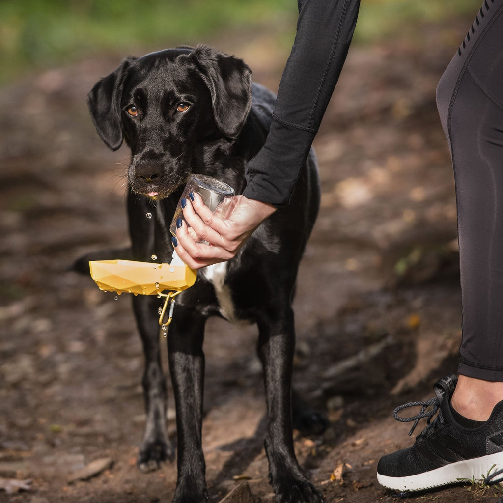 Dog drinking from a water bottle held by a person outdoors
