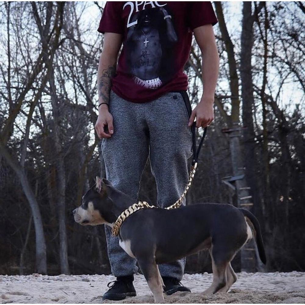 Person walking a dog on a leash in a forested area