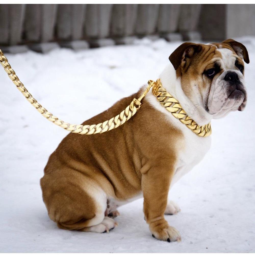 Bulldog wearing a gold chain collar standing on snow