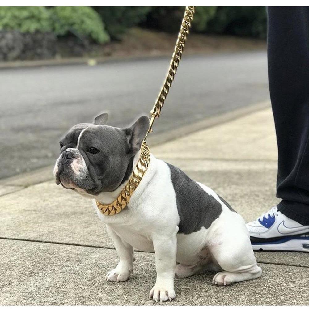 Dog wearing a gold chain collar on a leash, sitting on a sidewalk.