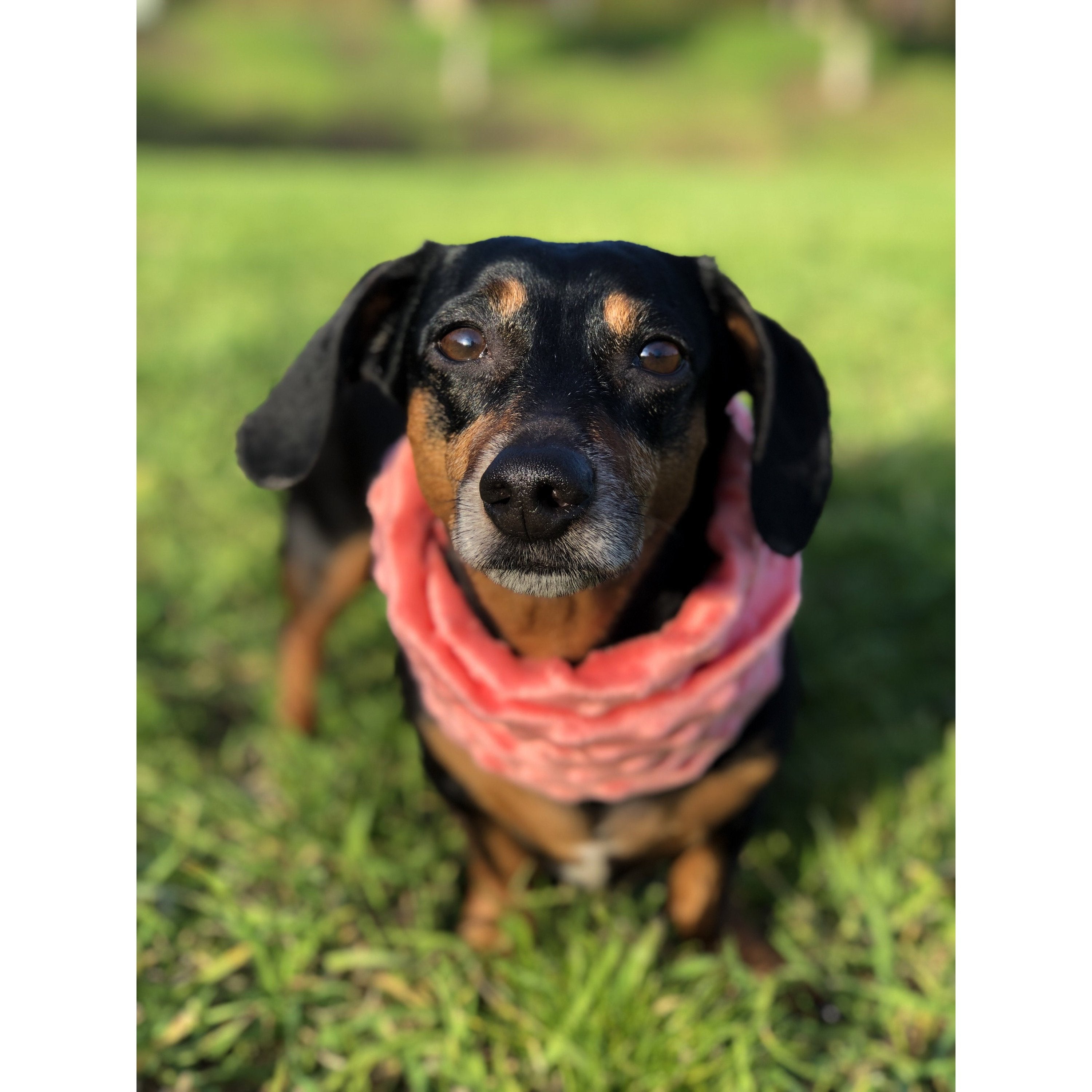 Matching Dog & Owner Faux Fur Scarf 