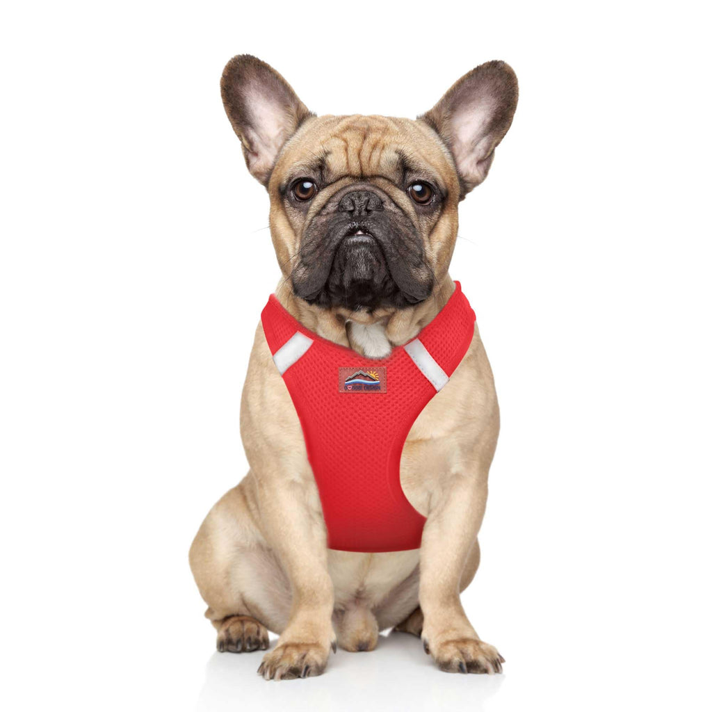 Dog wearing a red harness on a white background
