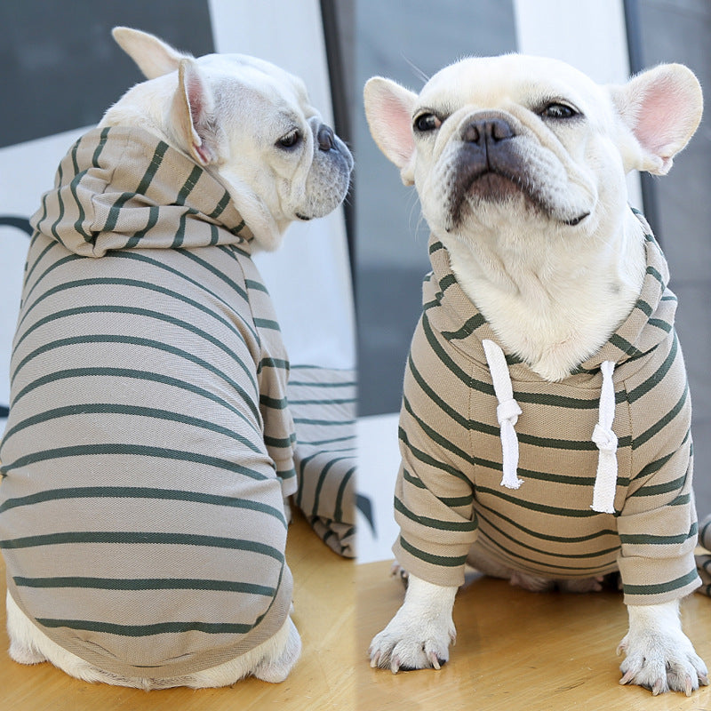 Two French Bulldogs wearing striped hoodies on a wooden floor.