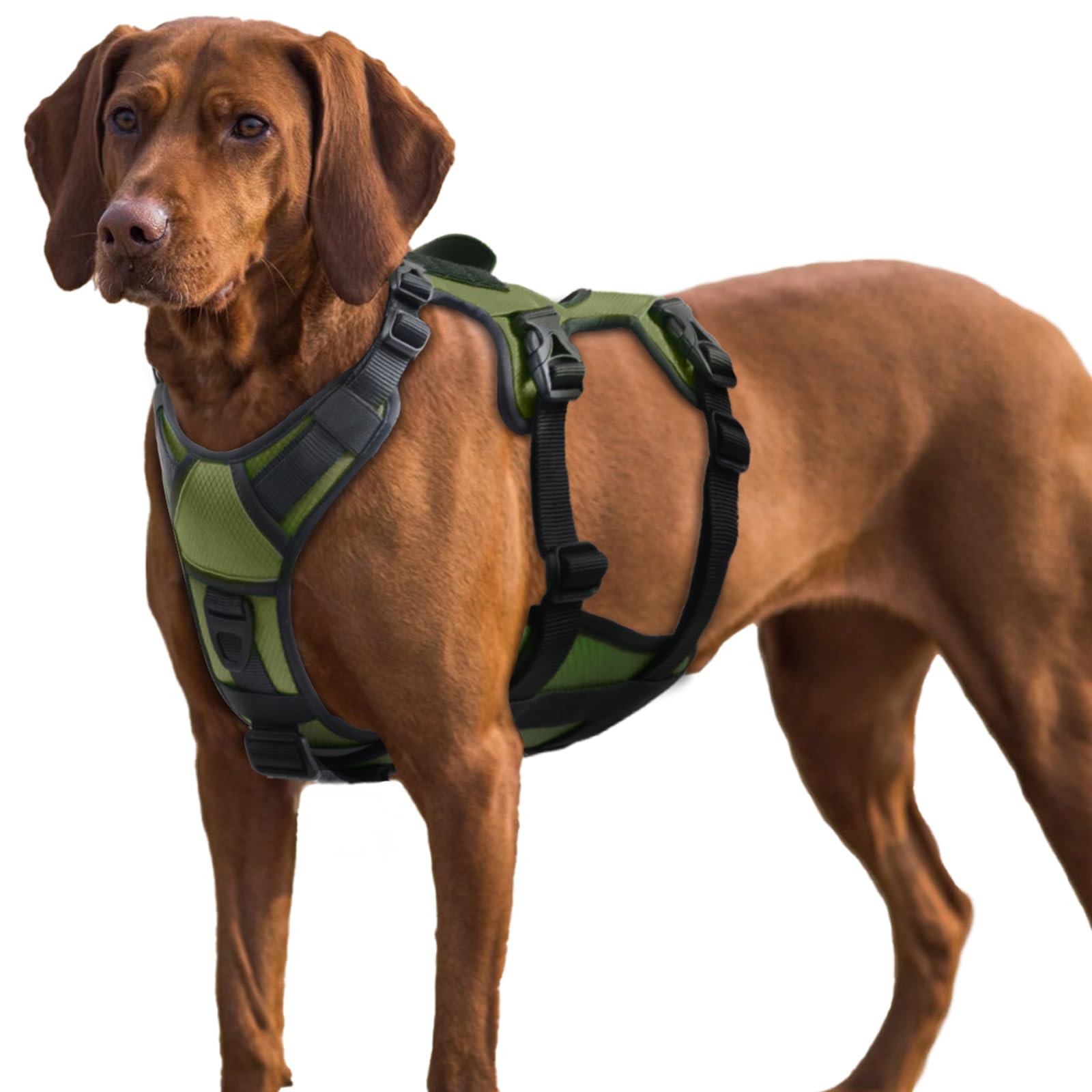 Brown dog wearing a green and black harness on a white background