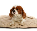 Flectabed Q Self-Heating Pet Bed – Cream