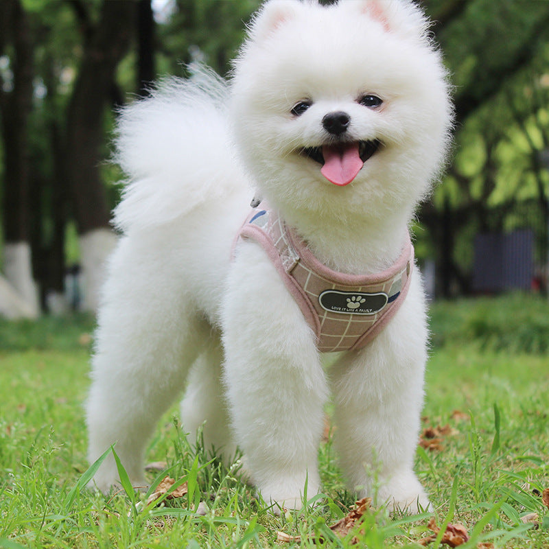 White dog with a pink harness standing on grass