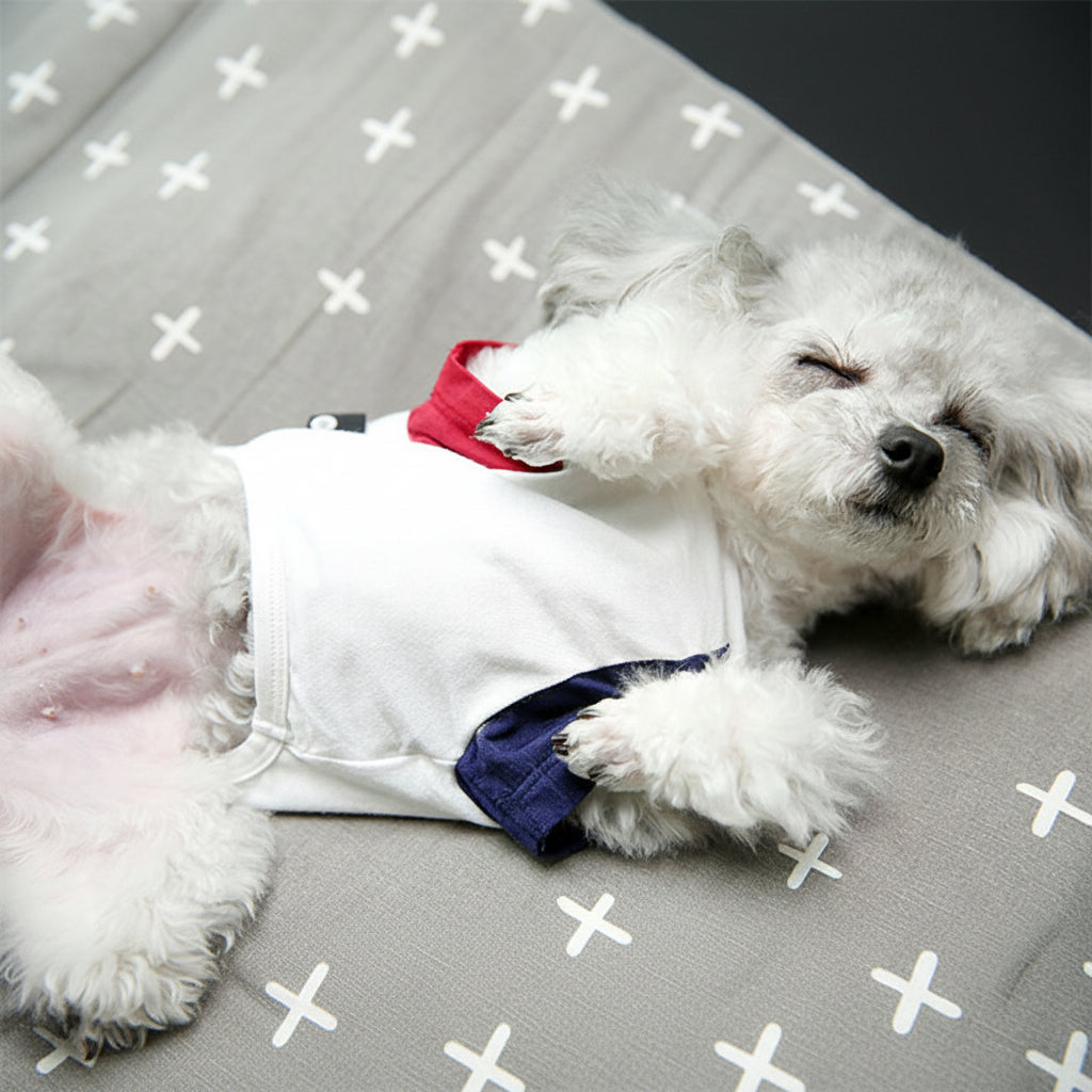 Small white dog wearing a red and blue outfit on a gray blanket with white cross patterns