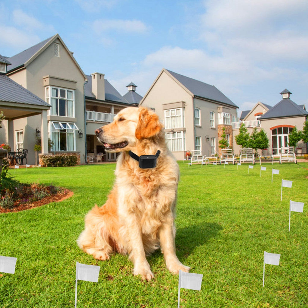 Dog sitting on a grassy lawn with houses in the background