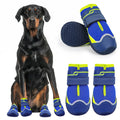 Dog wearing blue and yellow dog boots with a white background
