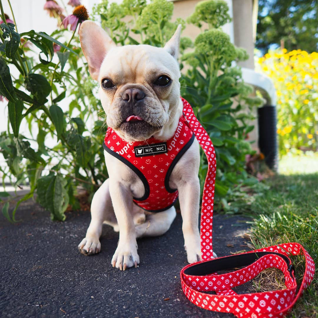 Small dog wearing a red harness and leash in a garden setting