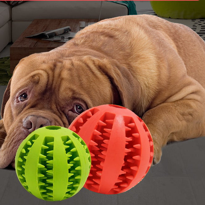 Dog playing with a green and red ball on a carpeted floor.