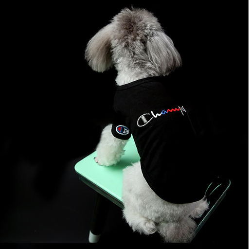 Small dog wearing a black shirt with a logo on a green stool against a black background