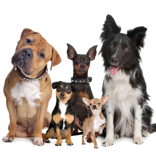Wireless Dog Training Fence with 500M Remote & Adjustable Signal