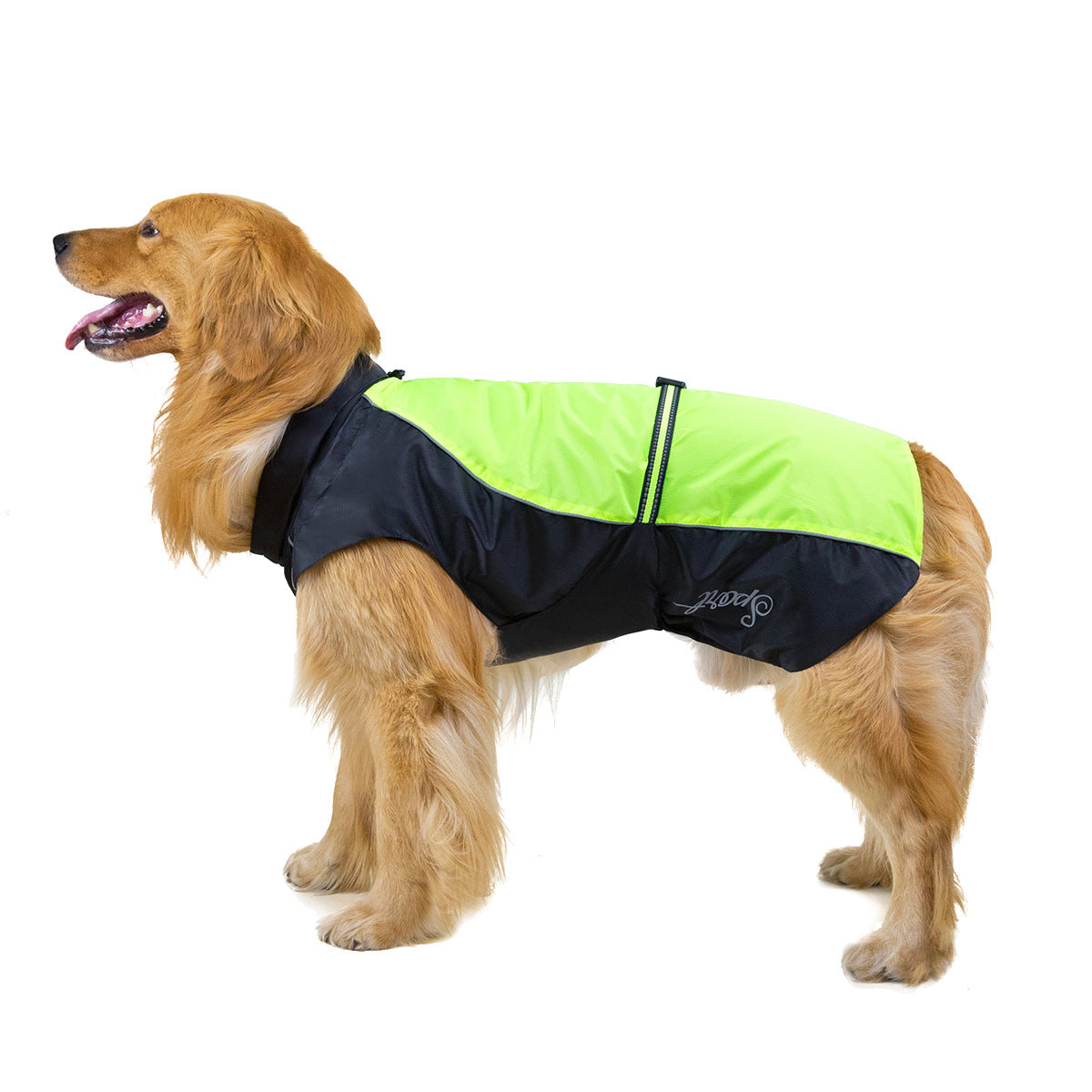 Dog wearing a black and green jacket on a white background