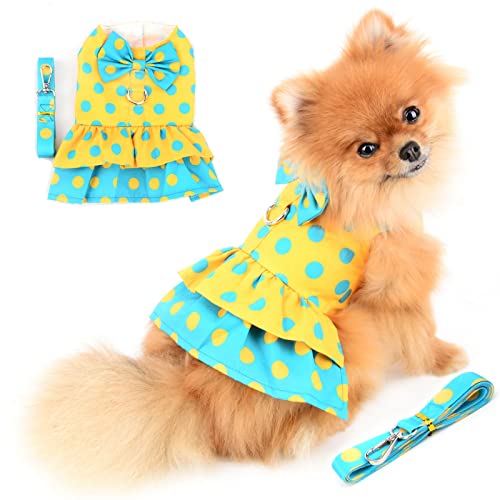 Small dog wearing a yellow and blue polka dot dress with matching leash on a white background