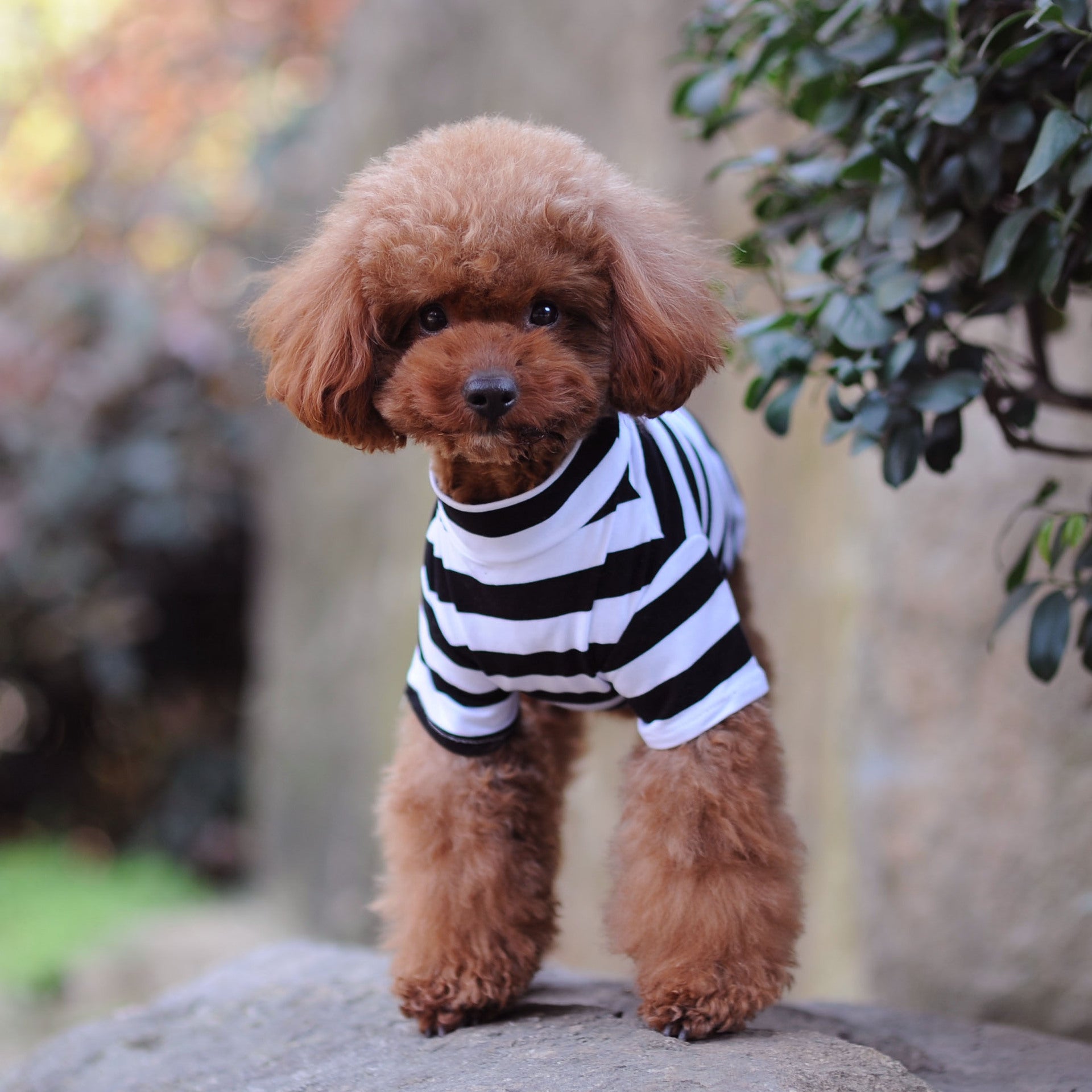 Small brown dog wearing a black and white striped shirt standing on a rock with a garden background.