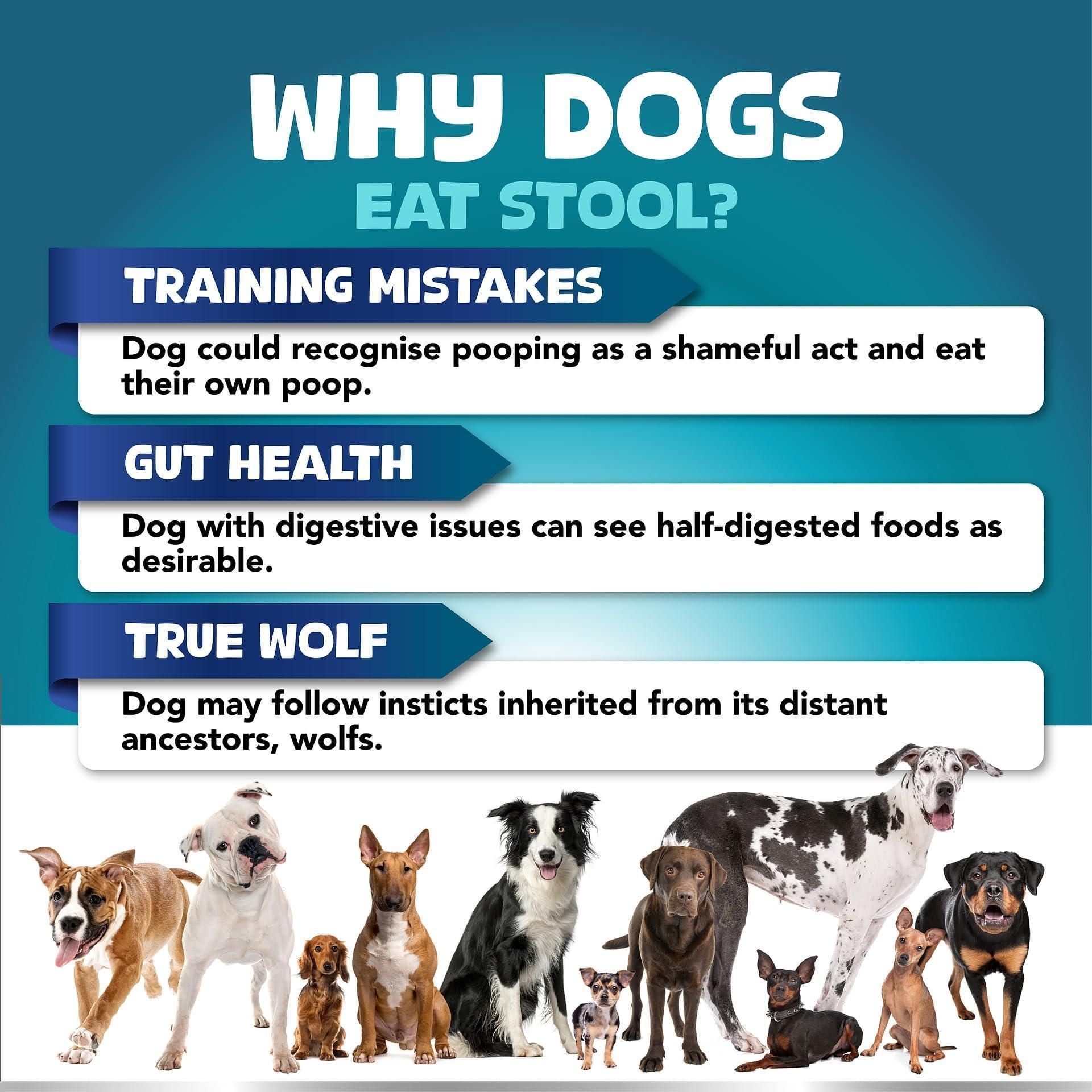 Infographic explaining why dogs eat their own stool with a blue background and images of dogs.