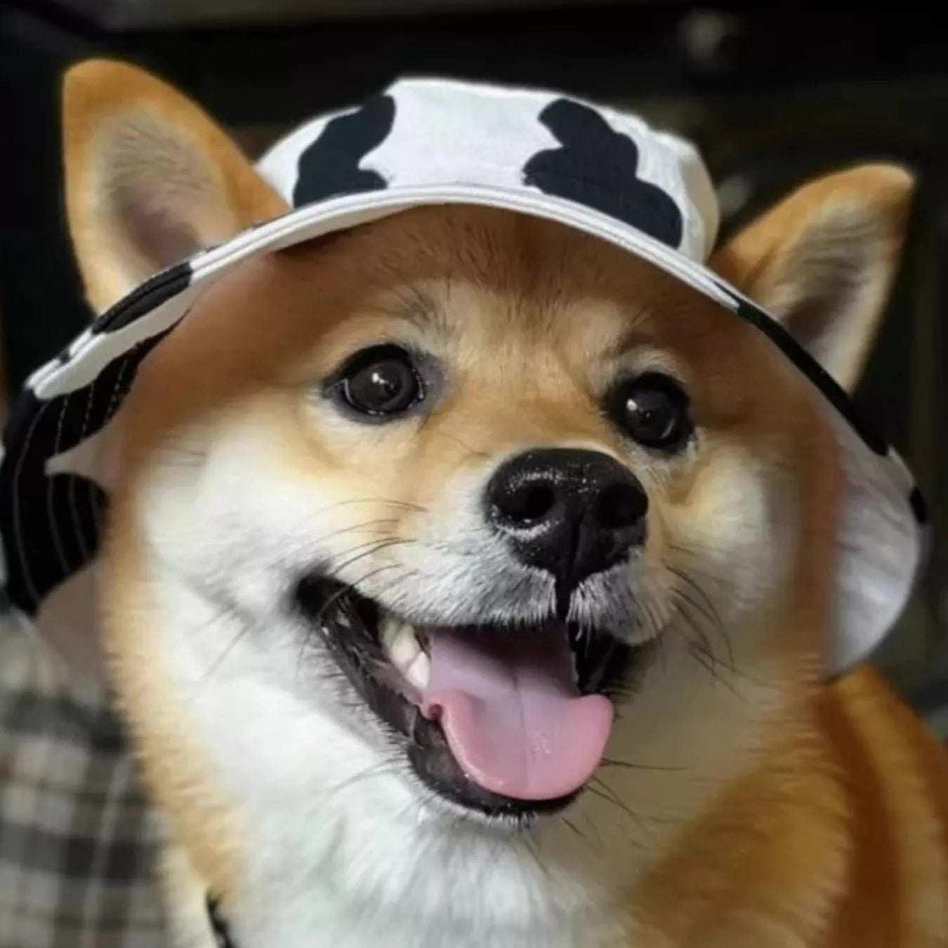Dog wearing a cap with black and white pattern, indoors.