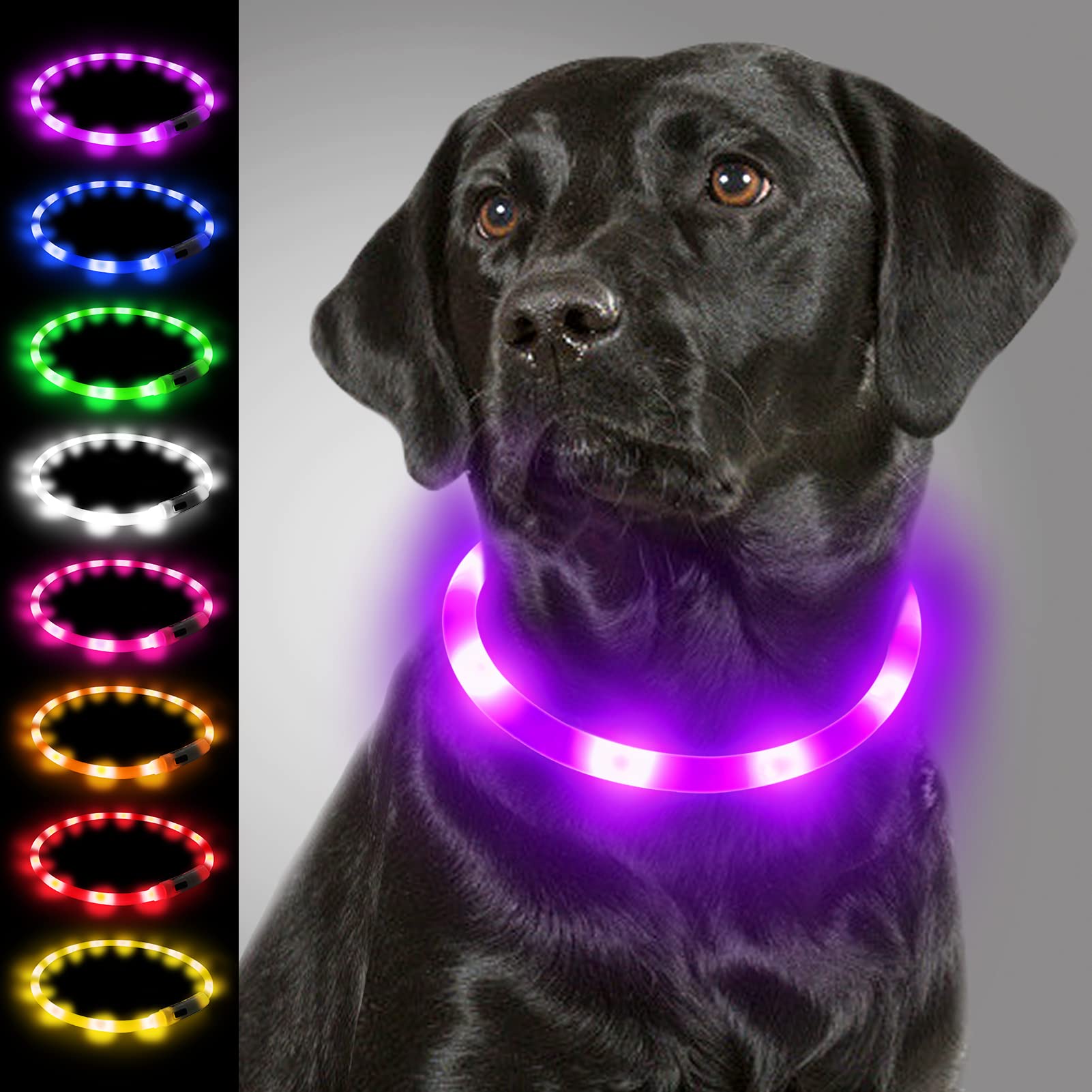 Dog wearing a purple LED dog collar with color options displayed on the left.