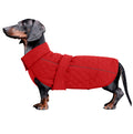 Dog wearing a red quilted coat on a white background