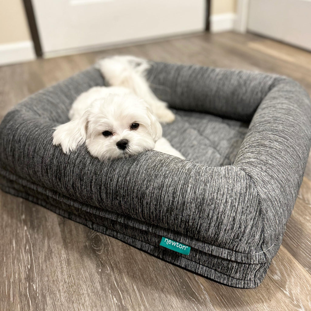 White dog lying on a gray pet bed with 'newton' branding in a room.