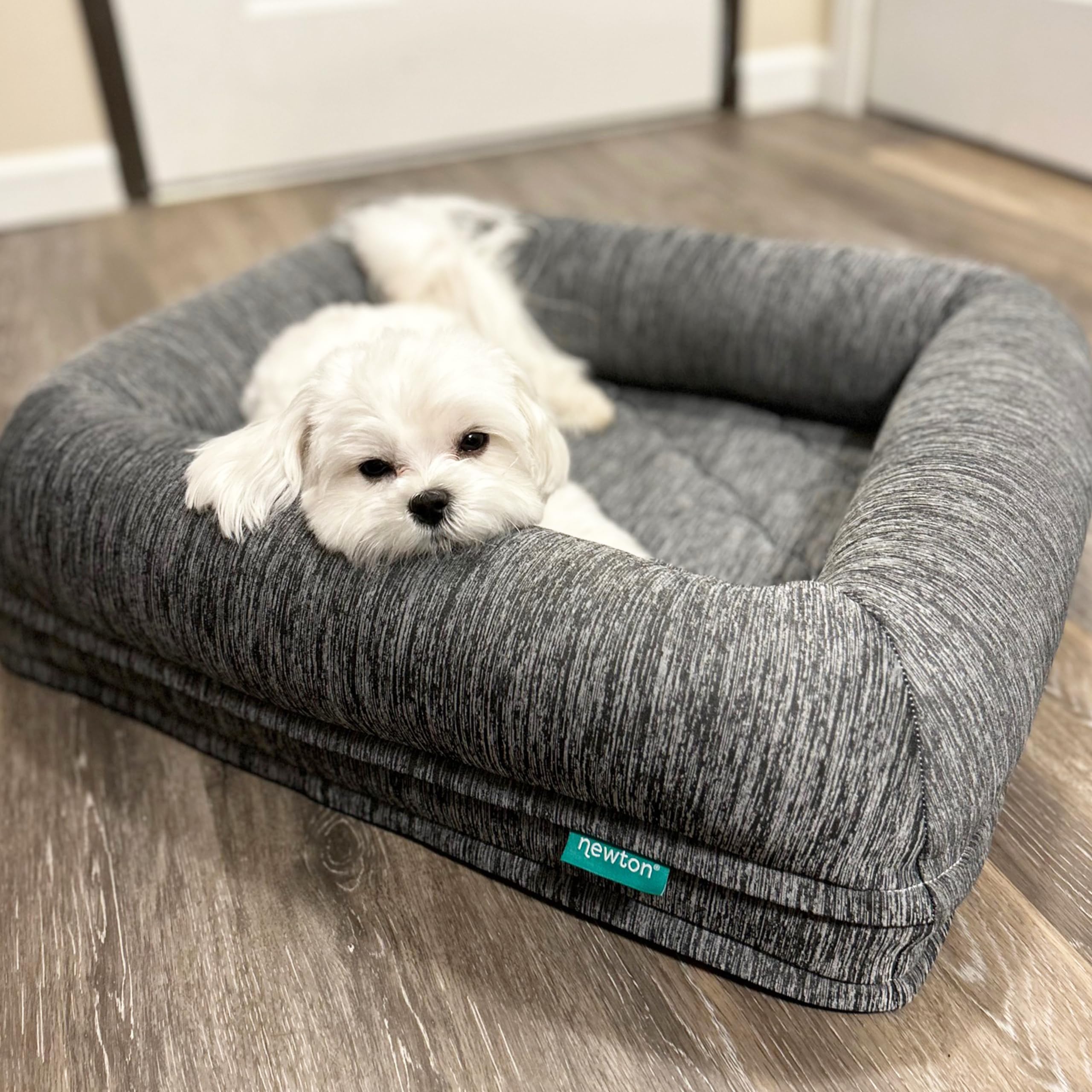 White dog lying on a gray pet bed with 'newton' branding in a room.