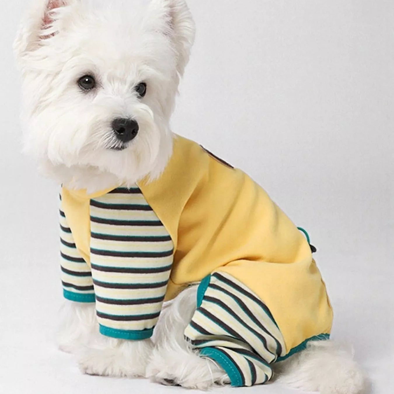White dog wearing a yellow and striped outfit on a light gray background