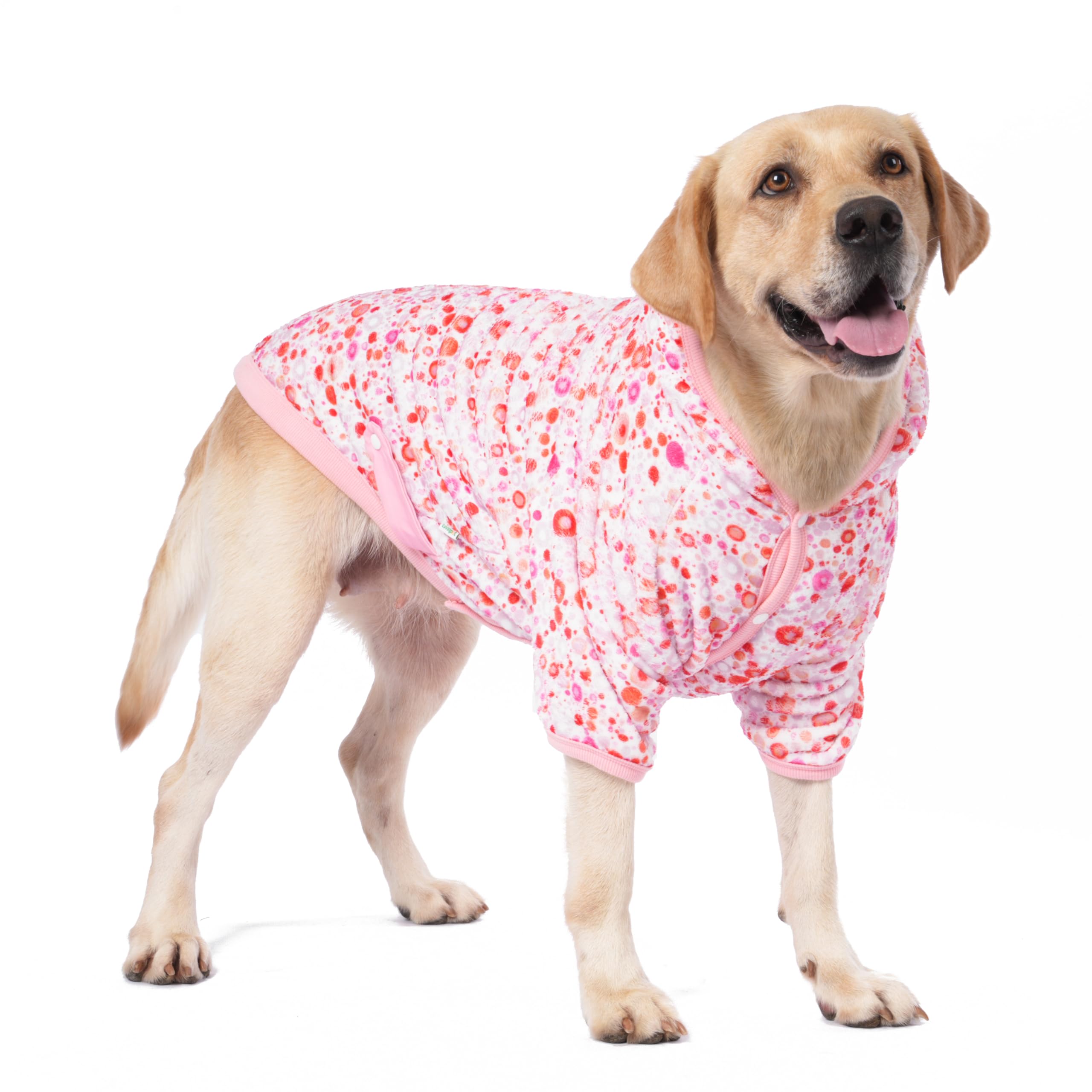Dog wearing a pink floral outfit on a white background