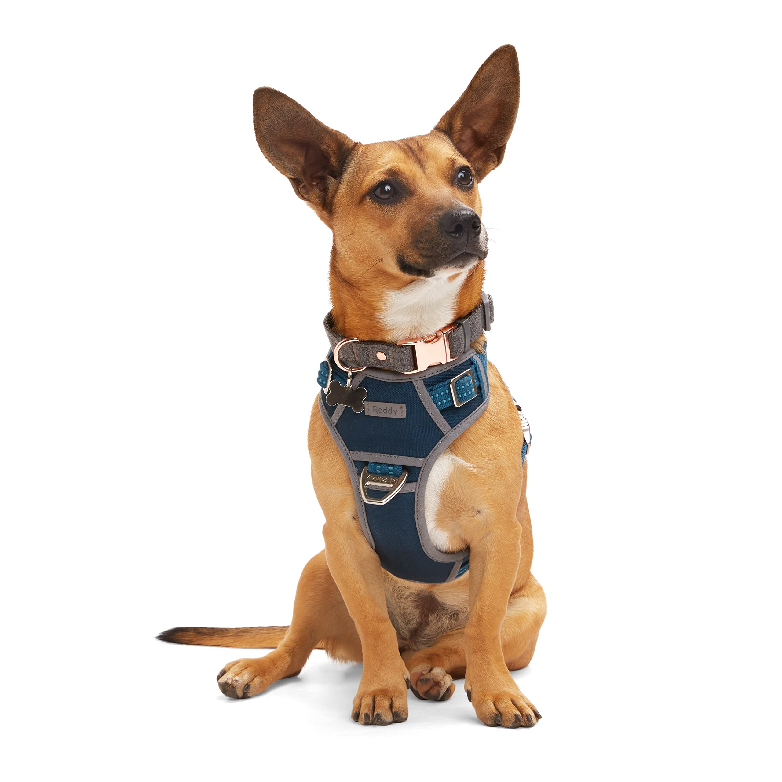 Dog wearing a blue harness on a white background