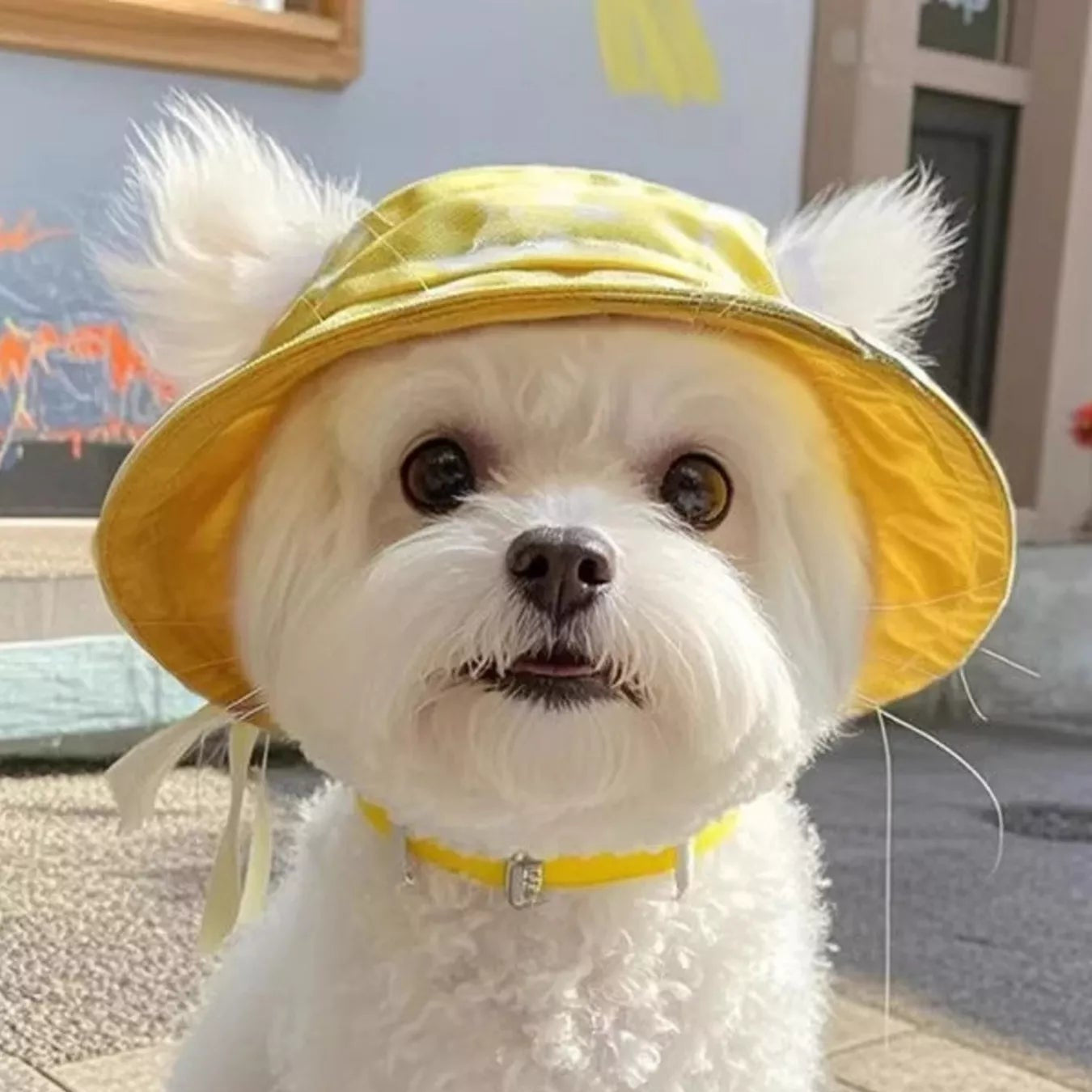 Small white dog wearing a yellow hat and collar on a sidewalk.