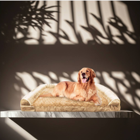 dog lying on orthopedic bed