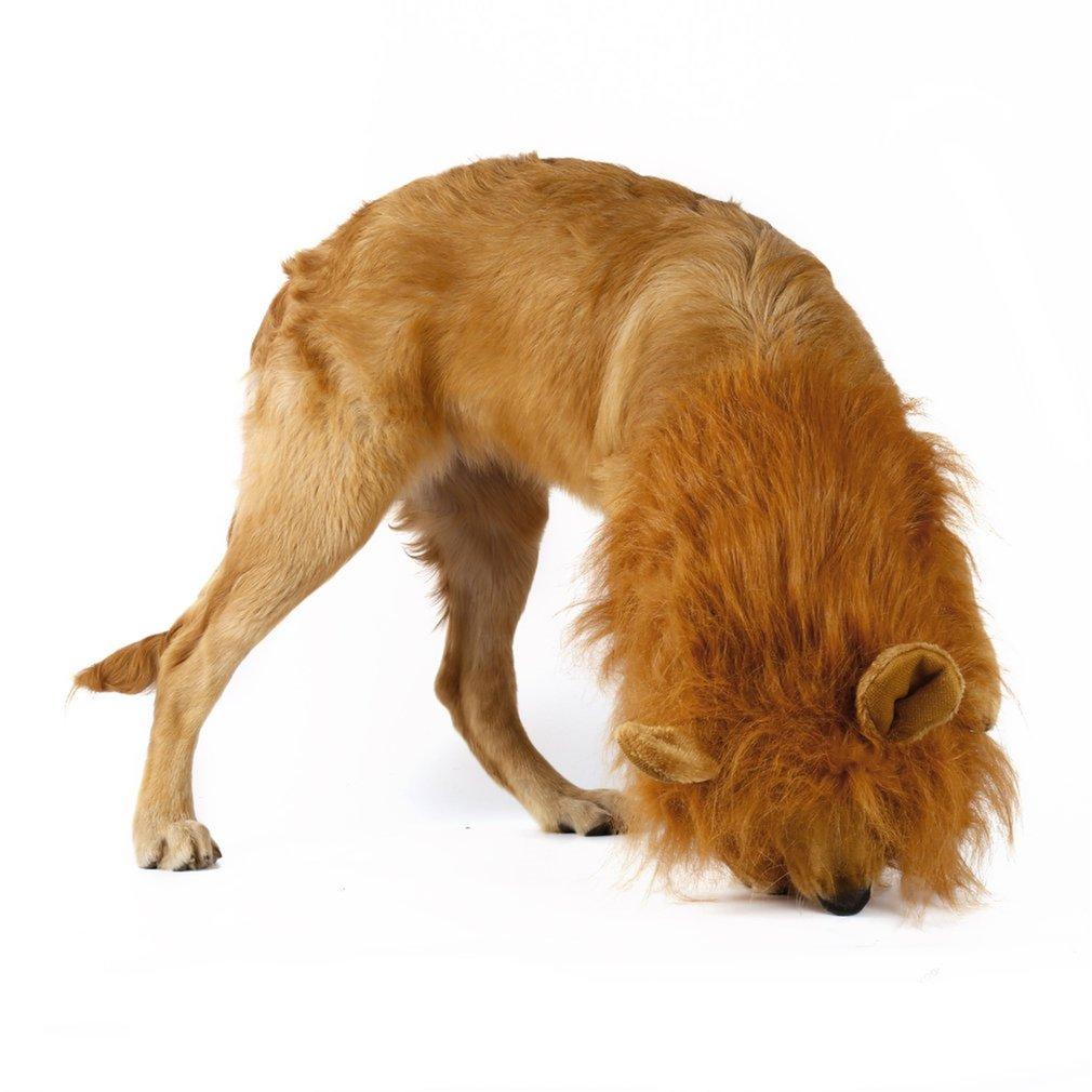 Dog wearing a lion head costume on a white background