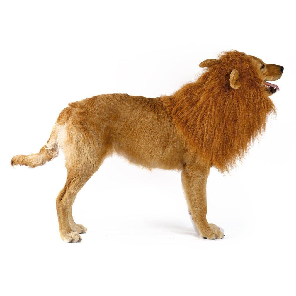 Dog with lion mane costume on a white background