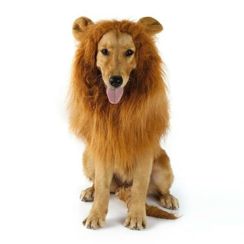 Dog wearing a lion mane costume on a white background