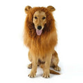 Dog wearing a lion mane costume on a white background