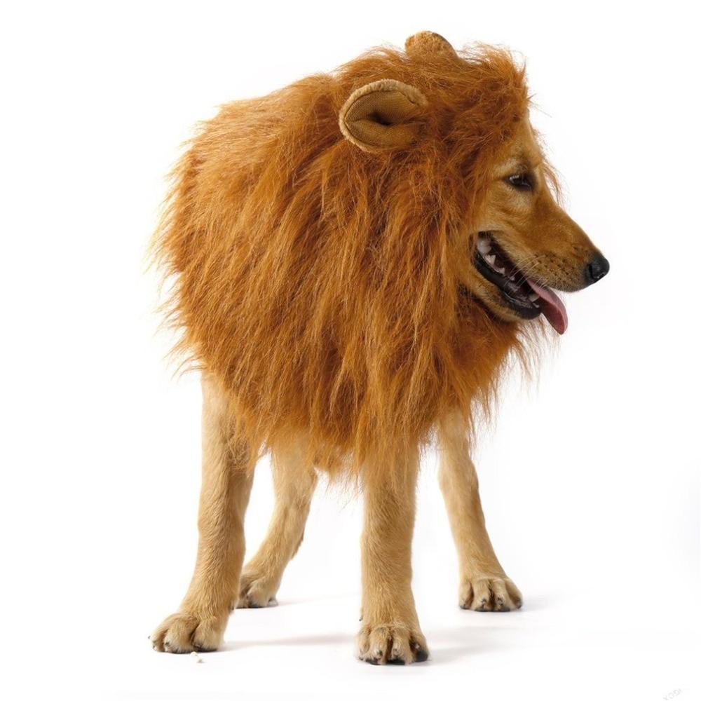 Dog wearing a lion mane costume on a white background